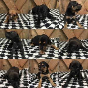 Puppies for adoption in Charleston SC