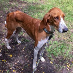 Dolly Dog For Adoption Charleston SC