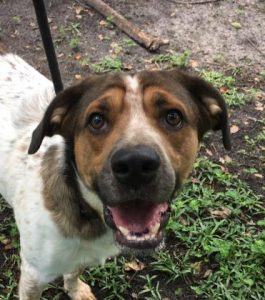 Dusty dog adoption charleston SC
