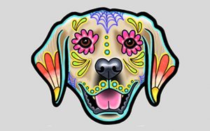 Funky Dog Image Pet Shelter Charleston SC