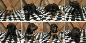 Adorable Puppies for adoption in Charleston SC