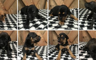 Puppies at Hallie Hill