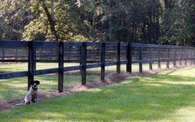 Adopt a Shelter Dog Month