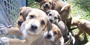 Litter of puppies for adoption