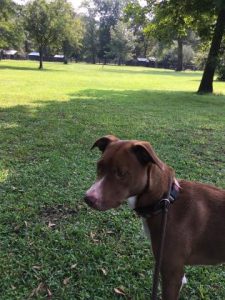 Mouse Dog for adoption Charleston SC