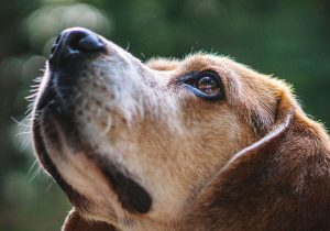 Dog Gazing into far away space adoption