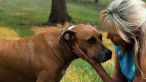 Hallie Hill Video Dog Adoption Video Thumbnail