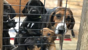 Hallie Hill Giving Tuesday Dogs in Cage