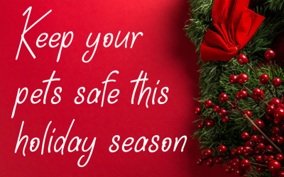 The Top 5 Holiday Pet Toxins!