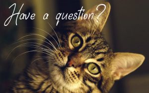 Have a Question Cat Adoption Charleston SC