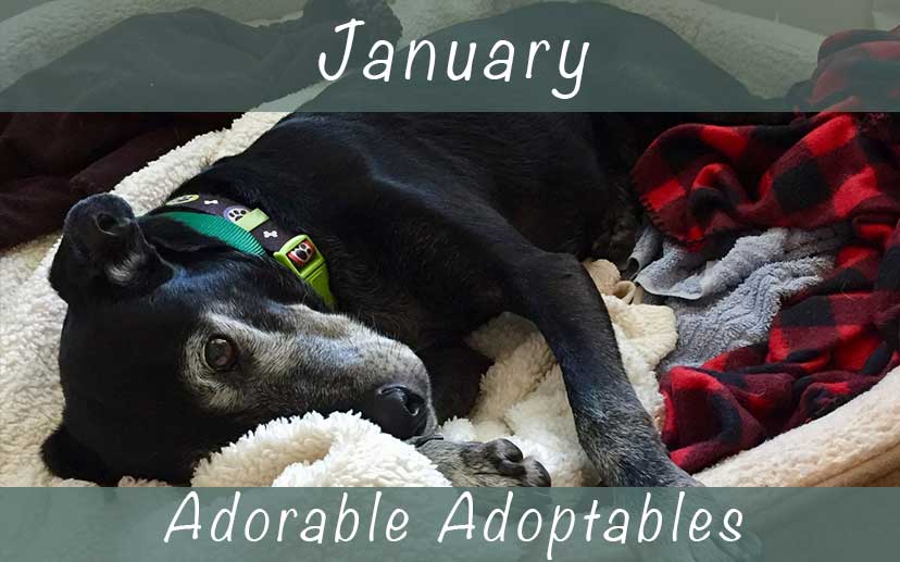 January Adorable Adoptables