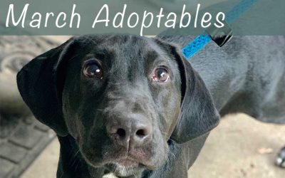 March Adoptables