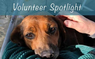 March Volunteer Spotlight: Susan Bedard
