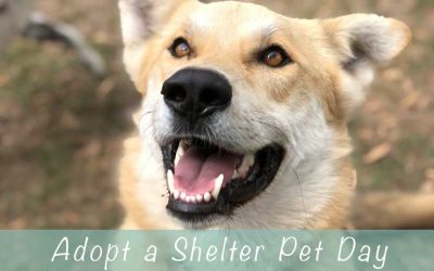 National Adopt a Shelter Pet Day
