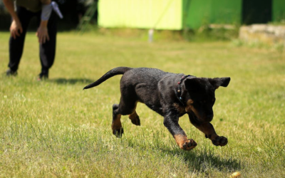 How to Help Your Dog Adjust to Your New Home