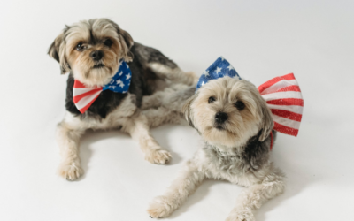 4th of July Pet Safety Tips