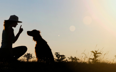 Dog Handling Workshop
