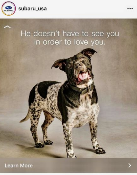 Ray stars in Subaru’s ‘Make A Dog’s Day’ Campaign! Hallie Hill Animal