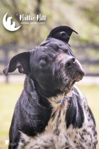 Ray Hallie Hill Animal Sanctuary Jeanne Taylor Photography