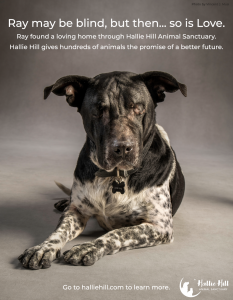 Hallie Hill Animal Sanctuary Charleston Magazine