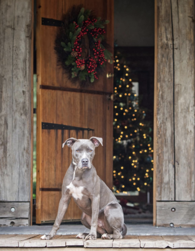 Lowcountry Dog Magazine December 2020 Hallie Hill Animal Sanctuary Hallie Jolly Christmas dog Smokey