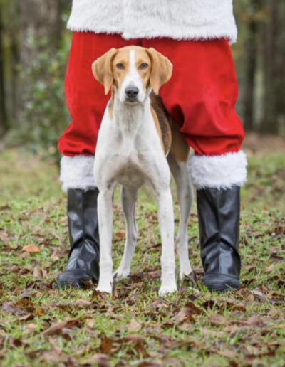 Lowcountry Dog Magazine December 2020 Hallie Hill Animal Sanctuary Hallie Jolly Christmas Hound between Santas Legs