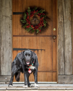 Lowcountry Dog Magazine December 2020 Hallie Hill Animal Sanctuary Hallie Jolly Christmas Dog at Cabin