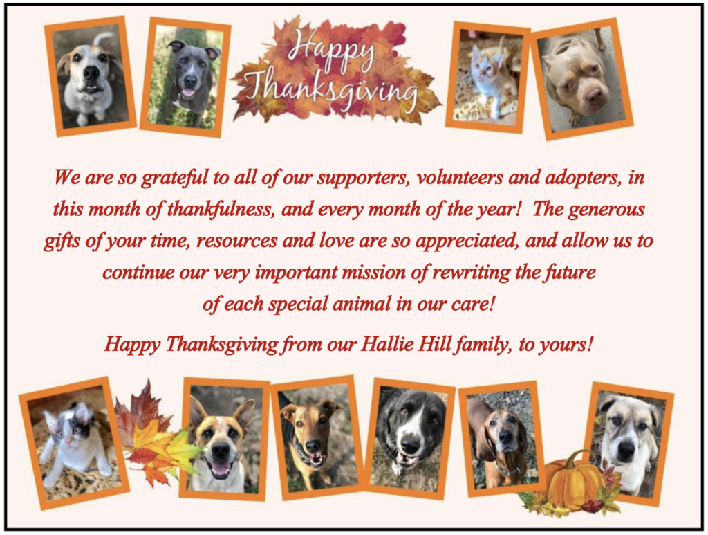 Happy Thanksgiving Hallie Hill Animal Sanctuary