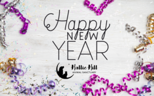 Happy New Year 2021 Hallie Hill Animal Sanctuary