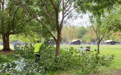 Thank you Bartlett Tree Experts!