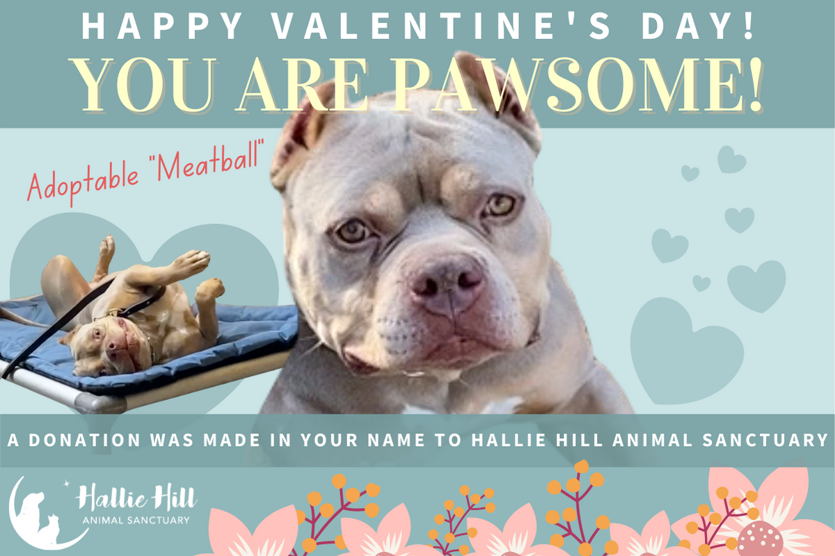 Hallie Hill Animal Sanctuary Valentines E Card