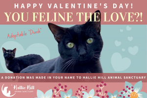 Hallie Hill Animal Sanctuary Valentines E Card
