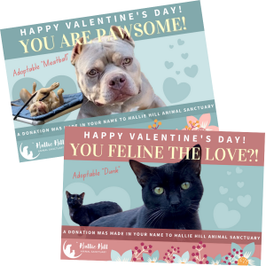 Hallie Hill Animal Sanctuary Valentines E Cards