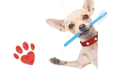 5 Reasons Why Dog Dental Care is So Important
