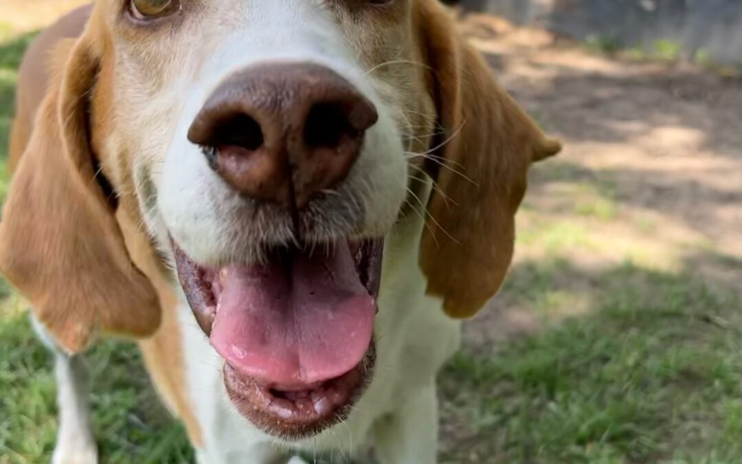 Frozen Summer Treats For Dogs