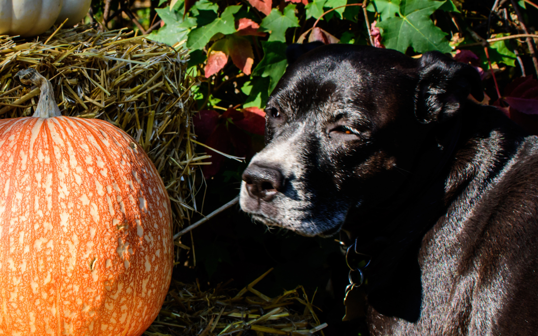 Thanksgiving Foods To Share With Your Dogs
