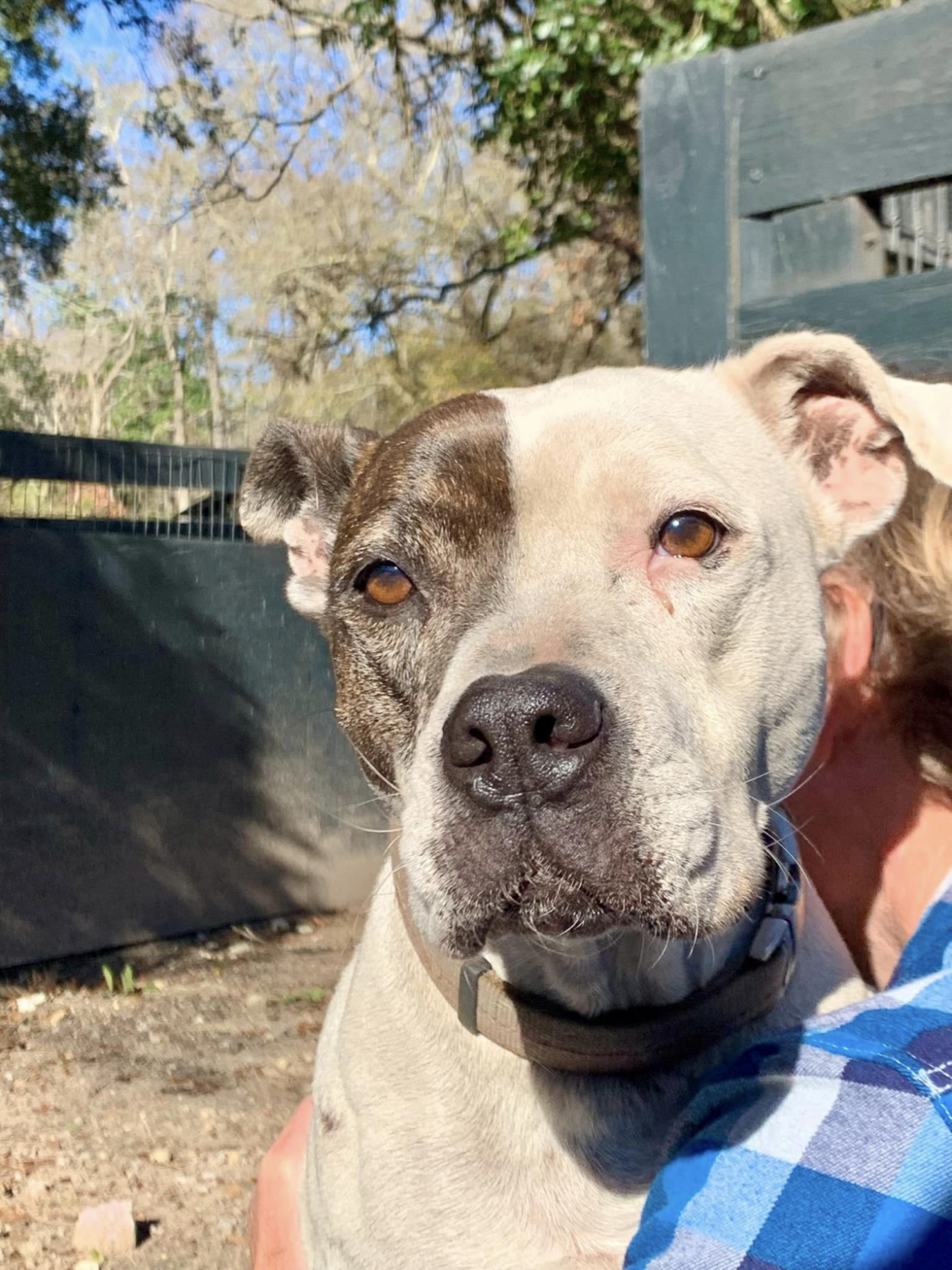 Volunteer updates hallie hill animal sanctuary