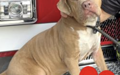 August’s Adorable Adoptable’s