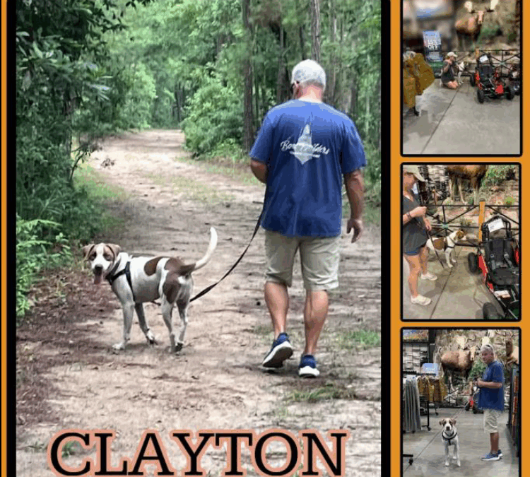 Clayton and Mosey Mae on a Dog Daycation