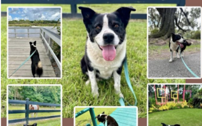 Dog Daycations: Porter & Chloe