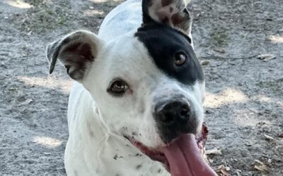 October Adorable Adoptables