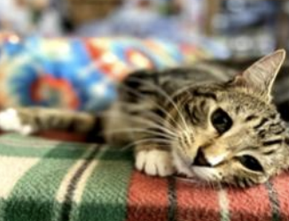 February’s Adorable Adoptables