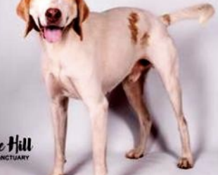 March’s Adorable Adoptables