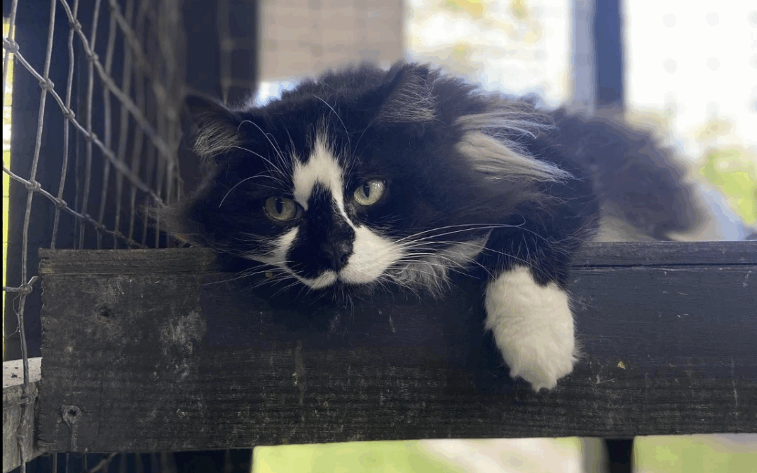 Tips to Give Your Cat a Happy Start in their New Home
