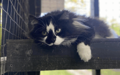 Tips to Give Your Cat a Happy Start in their New Home