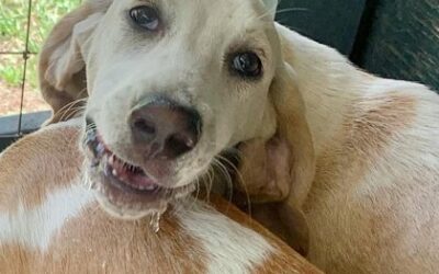 Meet July’s Adorable Adoptables at Hallie Hill