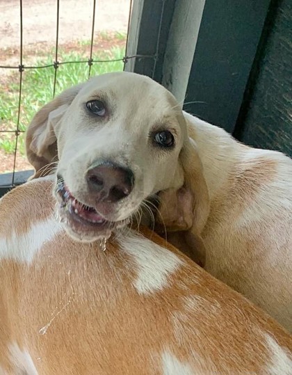 Meet July’s Adorable Adoptables at Hallie Hill