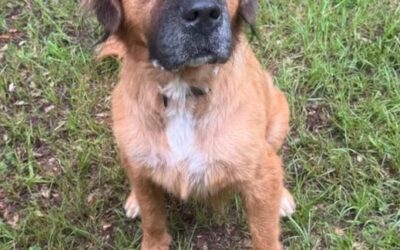 Clear the Shelters: August 1- 31, 2025