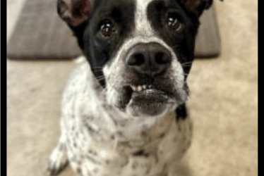 Meet August’s Adorable Adoptables at Hallie Hill