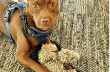 Meet September’s Adorable Adoptables at Hallie Hill